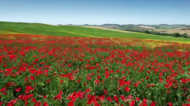 Flight over beautiful field of red poppies with blue sky in Tuscany. Italy.
