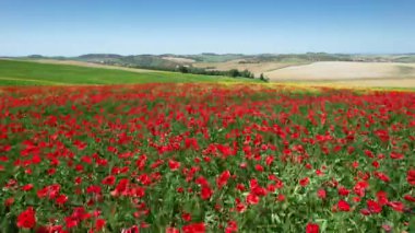 Flight over beautiful field of red poppies with blue sky in Tuscany. Italy.