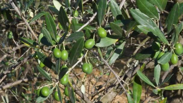 Green Olives Branch Olive Tree Picking Olives Oil Tuscany Italy — Stok Video