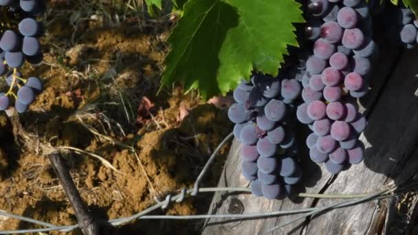 Bunch Red Grapes Harvest Period Grapes Production Wine Chianti Classico — Vídeo de stock