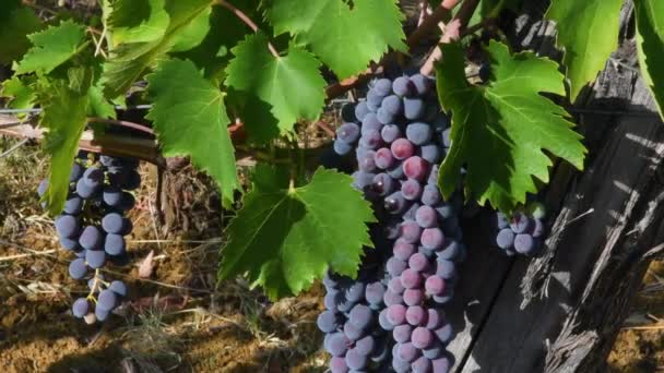 Bunch Red Grapes Harvest Period Grapes Production Wine Chianti Classico — Stockvideo