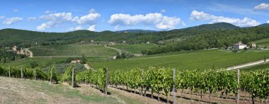 Beautiful landscape of Vineyards in Tuscany with blue sky. Chianti region in summer season. Harvest period, Italy.