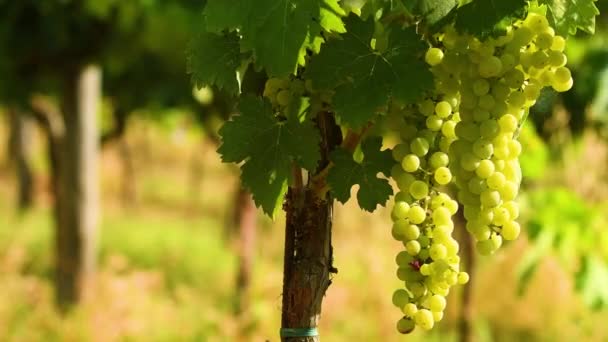 晴れた日にキアンティのブドウ畑で白いブドウの束 イタリアのトスカーナ州 — ストック動画