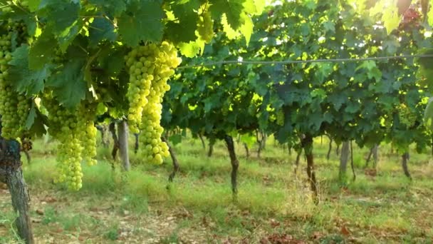fehér szőlőfürtök a Chianti régió zöld szőlőskertjében egy napsütéses napon. Nyári szezon, Toszkána. Pán kamera mozgás. Olaszország