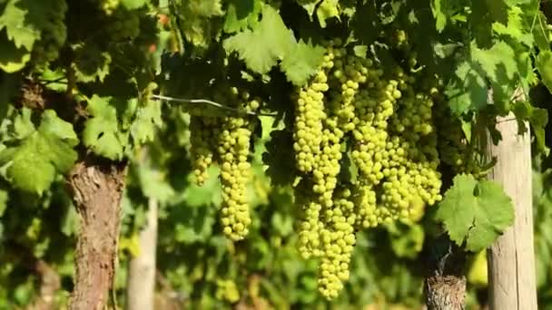 Racimos Uvas Blancas Viñedo Chianti Día Soleado Toscana Italia — Vídeos de Stock