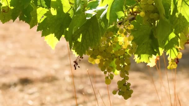 晴れた日に緑のキアンティのブドウ畑でバックライトで撮影された白いブドウの束 夏のシーズン トスカーナ イタリア — ストック動画