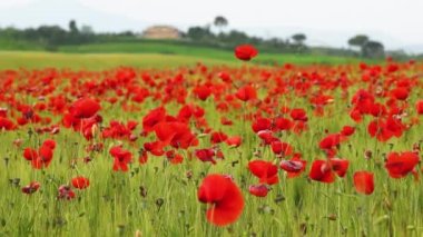 Siena, Toskana yakınlarındaki yeşil buğday tarlasında muhteşem kırmızı gelincikler. İtalya.