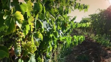 Bir demet beyaz üzüm. Arkasında güneş olan gün batımı ışığı. Tuscany 'deki Chianti Classico Area' da şarap üretimi için üzüm hasadı yapın. İtalya. Kamera hareketi.