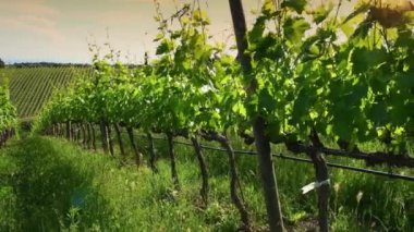 Chianti bölgesindeki güzel yeşil üzüm bağları gün batımında rüzgarda savruluyor. Greve in Chianti, Toskana. İtalya. pan kamera hareketi.