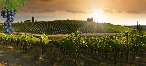 Grona Czarnych Winogron Pięknymi Winnicami Zachodzie Słońca Regionie Chianti Classico — Zdjęcie stockowe
