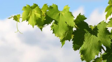 Mavi bulutlu gökyüzüne karşı rüzgarda sallanan yeşil sarmaşık yaprakları. Toskana, İtalya 'nın Chianti bölgesi..