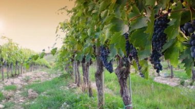 Mercatale yakınlarındaki Chianti Classico bölgesindeki üzüm bağı sıralarında güzel siyah üzüm demetleri. Toskana 'da hasat zamanı. İtalya. Kamera hareketi