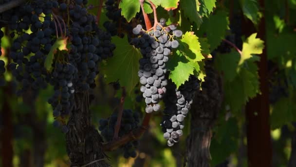 Indah Bunches Anggur Hitam Kebun Anggur Tepat Sebelum Panen Wilayah — Stok Video