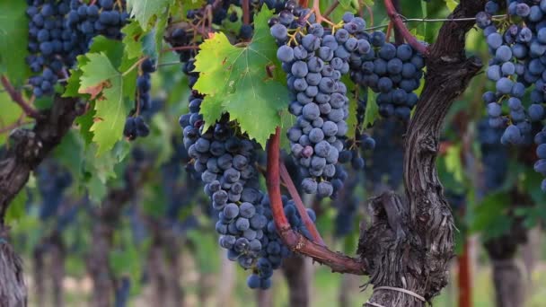 Mooie Trossen Zwarte Druiven Wijngaarden Net Voor Oogst Chianti Classico — Stockvideo