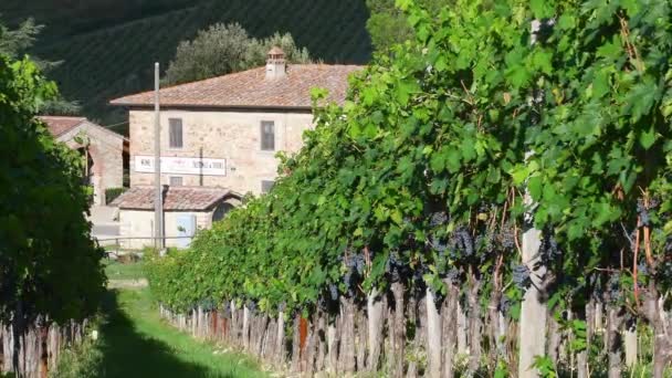 Greve Chianti Septiembre 2022 Hermosas Hileras Viñedos Con Uvas Negras — Vídeo de stock