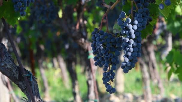 Kumpulan Anggur Hitam Kebun Anggur Tepat Sebelum Panen Wilayah Chianti — Stok Video