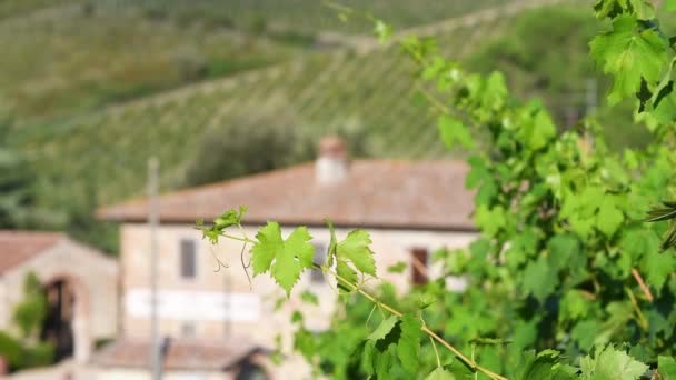 背景には農家やブドウ畑の列で風に揺れる緑のブドウの葉 トスカーナ イタリアのChianti地域 — ストック動画