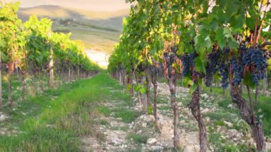 Mercatale yakınlarındaki Chianti Classico bölgesindeki üzüm bağı sıralarında güzel siyah üzüm demetleri. Toskana 'da hasat zamanı. İtalya. Kamera hareketi