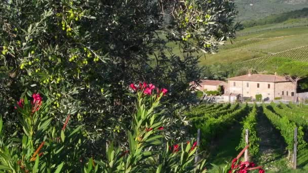 Greve Chianti Septiembre 2022 Toscana Aceitunas Verdes Árbol Con Una — Vídeos de Stock