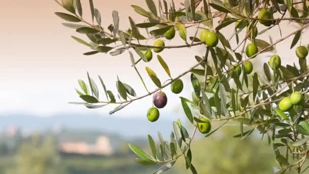 Les Olives Vertes Commencent Mûrir Octobre Branche Avec Des Olives — Video