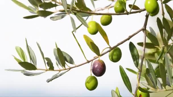 Primo Piano Olive Ramo Che Muove Nel Vento Contro Cielo — Video Stock