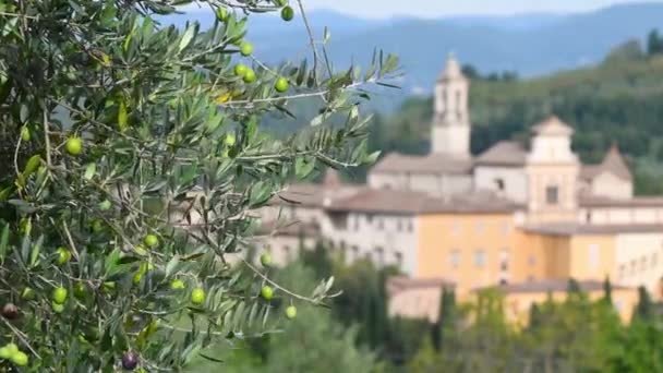 Închideți Măslinele Ramură Faimoasa Charterhouse Florența Fundal Această Mănăstire Face — Videoclip de stoc