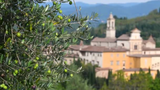 Oliven Auf Dem Ast Mit Der Berühmten Kartause Von Florenz — Stockvideo