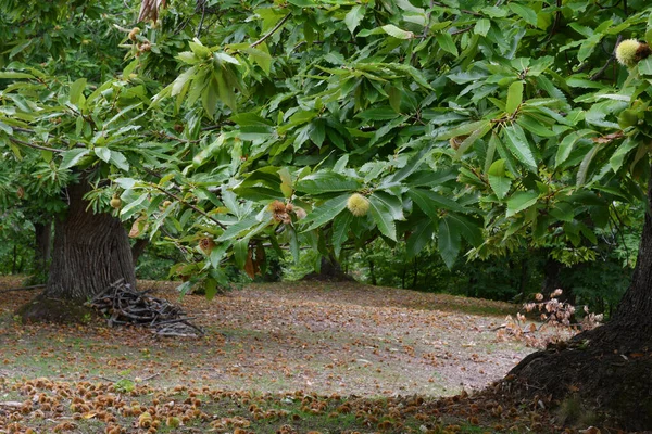 Prachtig Kastanjebos Bergen Van Toscane Kastanjeoogstperiode Oktober Italië — Stockfoto