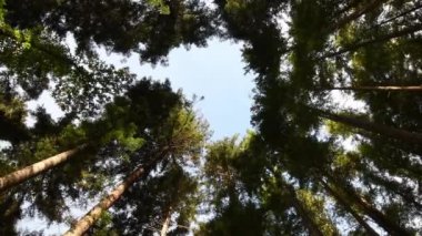 Bir ormanda mavi gökyüzüne karşı muhteşem karaçam ağaçlarının alçak açılı görüntüsü. yakınlaştır