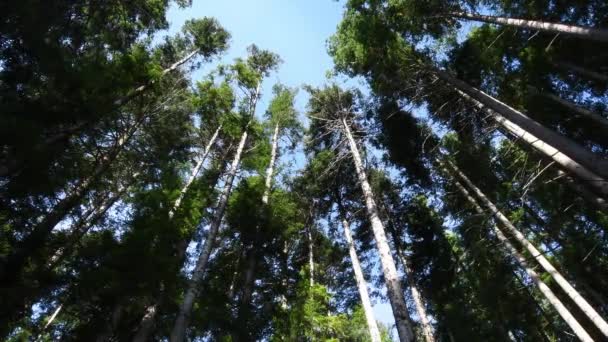 Bir Ormanda Mavi Gökyüzüne Karşı Muhteşem Karaçam Ağaçlarının Alçak Açılı — Stok video