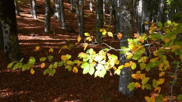 Hermoso Bosque Hayas Otoño Las Hojas Vuelven Amarillas Las Ramas — Vídeo de stock