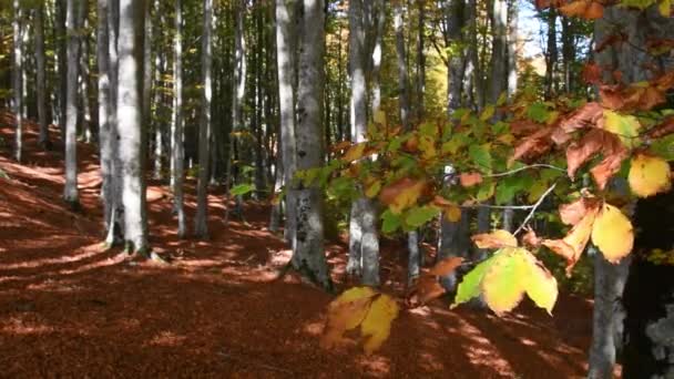 Bosque Hayas Otoño Octubre Las Hojas Los Hayas Cambian Verde — Vídeo de stock