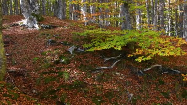 秋天的山毛榉林 山毛榉的叶子从绿色变成黄色 然后又变成红色 — 图库视频影像