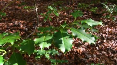 Kayın ormanında çobanpüskülü bitki dalı.