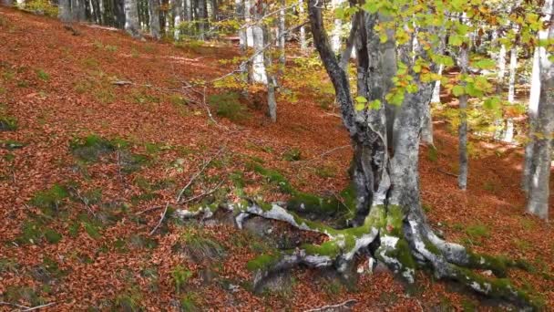 Espectacular Bosque Hayas Otoño Detalle Las Raíces Haya — Vídeo de stock