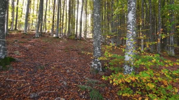 Bokskog Hösten Oktober Skiftar Bokträdens Blad Från Grönt Till Gult — Stockvideo