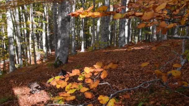 Прекрасный Буковый Лес Осенью Листья Желтеют Ветвях Перед Падением Землю — стоковое видео