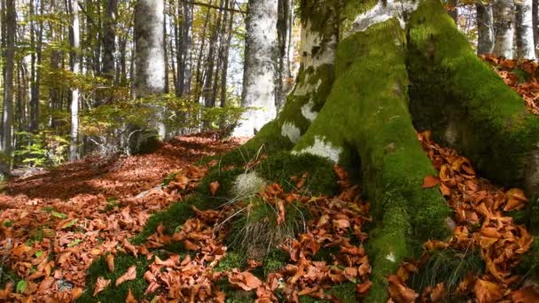Říjen Nádherný Bukový Les Podzim Detail Krásných Kořenů Buku Zeleným — Stock video