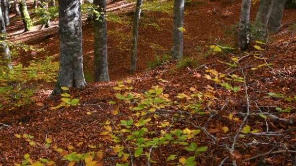 Belle Forêt Hêtres Automne Les Feuilles Jaunissent Sur Les Branches — Video