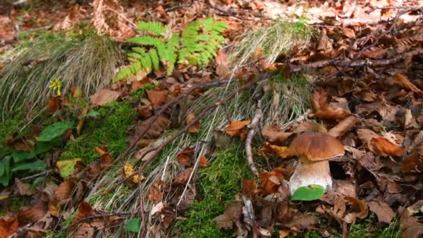 10月份澳大利亚冷杉 山毛榉人工林中花铃木的特写 — 图库视频影像