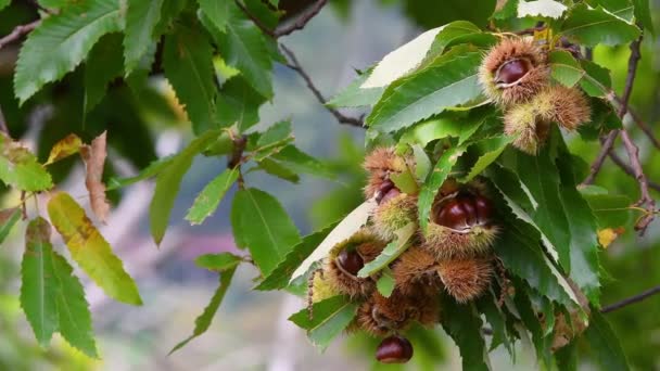 秋の収穫期になると 栗の枝から吊るされた熟したハリネズミの中の栗が風に揺れる 10月の栗の収穫時間 イタリア — ストック動画