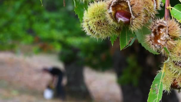 Close Castanhas Estão Prestes Separar Ouriço Pendurado Árvore Seguida Ser — Vídeo de Stock