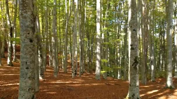 Політ Через Буковий Ліс Восени Політ Між Буковим Лісом Осіннім — стокове відео
