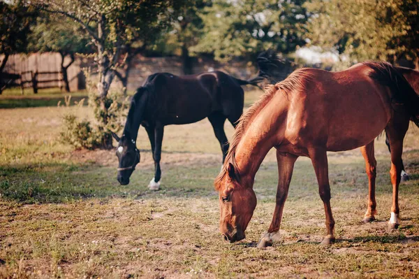 Portrait of nice quarter horse. Two horses.