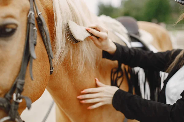 Picture of womans hand combing a horse — Photo