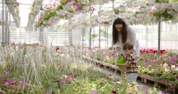 Kobieta z synem podlewa rośliny w szklarni — Wideo stockowe