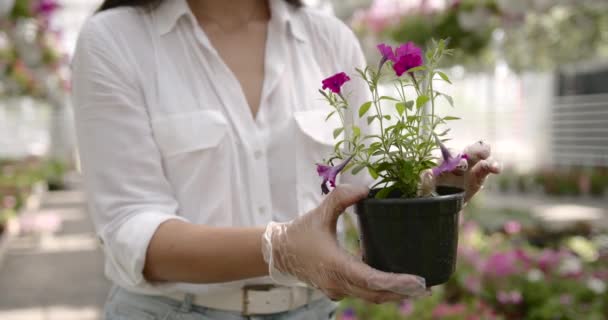 Vrouw tuinier in een grote bloem kas aan het werk geconcentreerde — Stockvideo