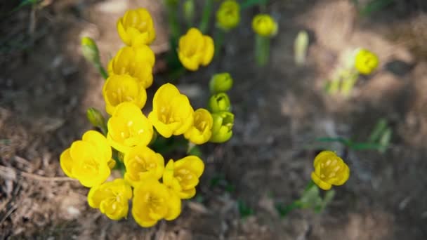 Las abejas recogen polen de hermosas flores silvestres amarillas — Vídeo de stock