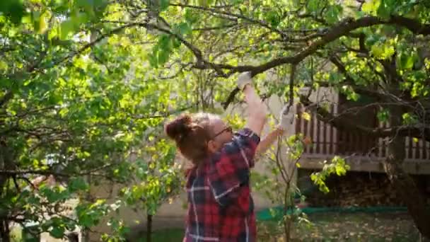 Gammal vuxen kvinna bryter torra grenar från ett träd — Stockvideo