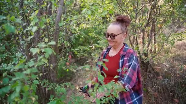 Happy beautiful mature woman in glasses works in the garden cuts dry branches — Stock Video